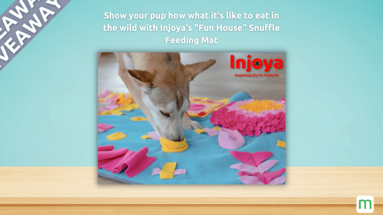 Dog eating out of the "Fun House" enrichment dog feeder from Injoya