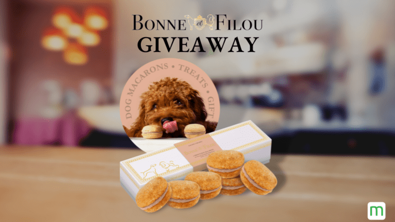 Box of 6 macrons for dogs